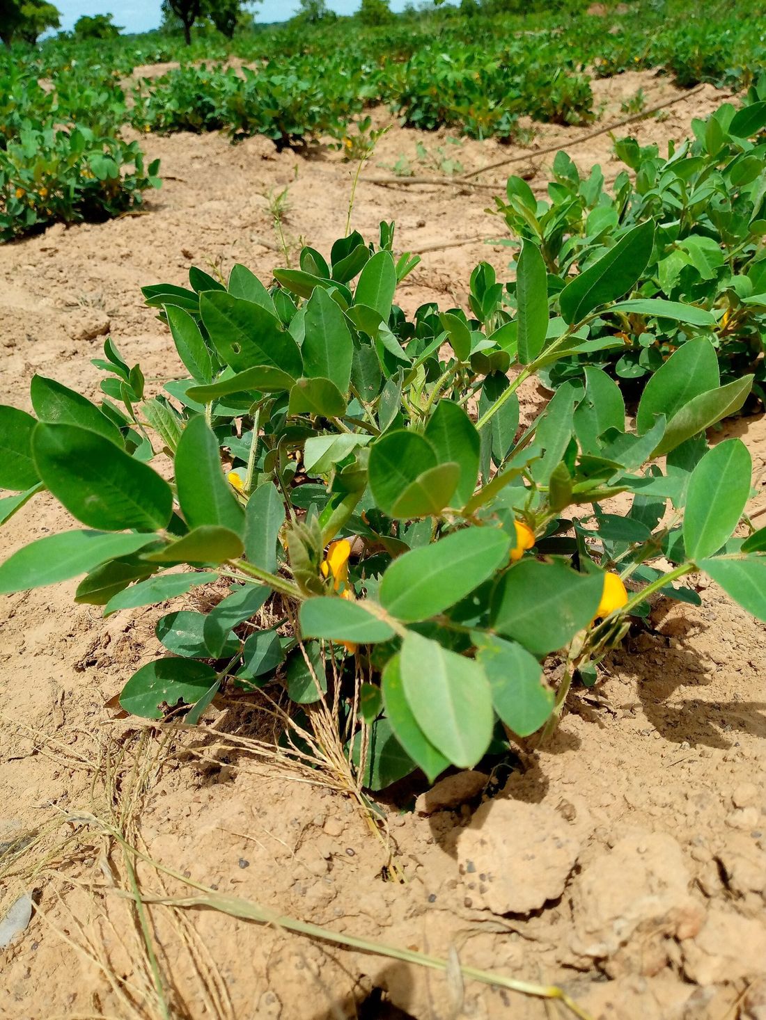 A groundnut crop in the field