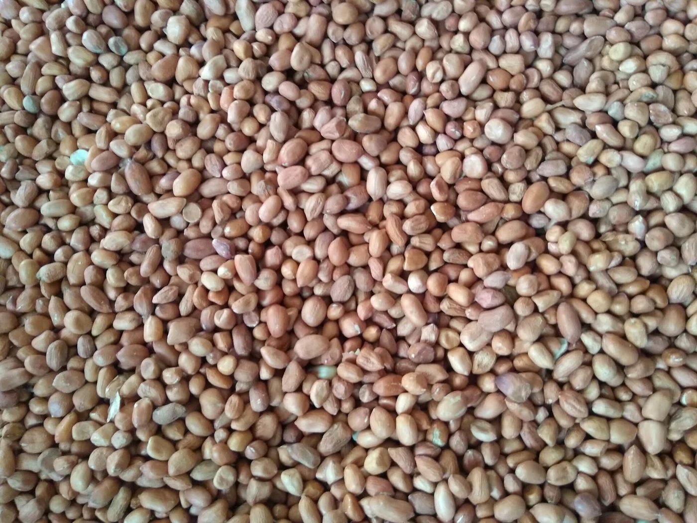 Shelled groundnut kernels